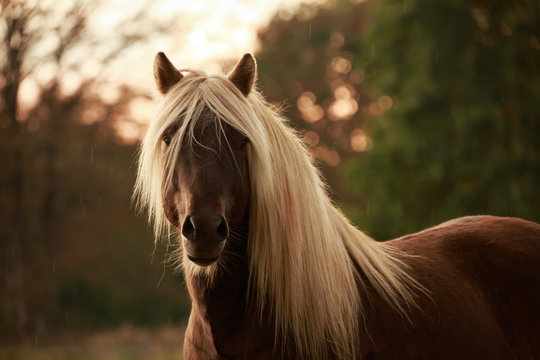Windfarbener Islandhengst