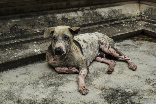 Mangy dog lying on the cement floor.