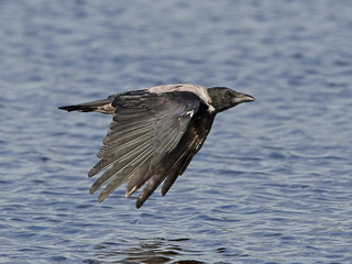 Hooded crow (Corvus cornix)