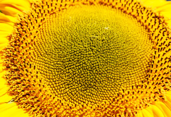 Macro of the a Sunflower in summer. 