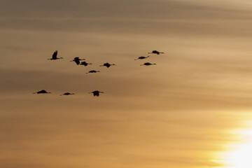 Obraz na płótnie Canvas Sandhill Cranes flying in the sunset