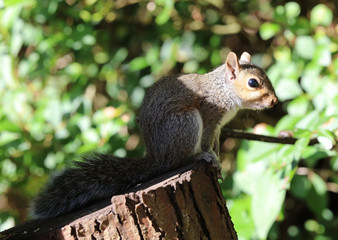 Obraz premium Close up of a baby Grey Squirrel catching the low autumn sun