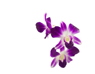 Fototapeta na wymiar A bouquet of purple orchids isolated on white background