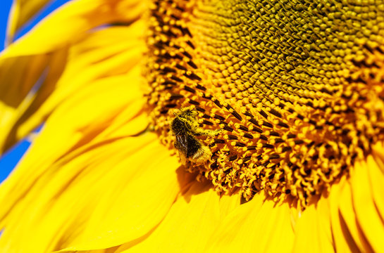 Bombus and sunflower on a field. Shallow depth of field
