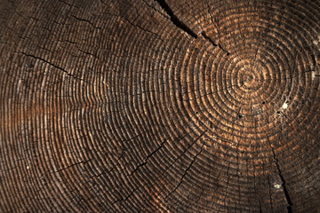 Fototapeta premium texture of dark wood. natural background.