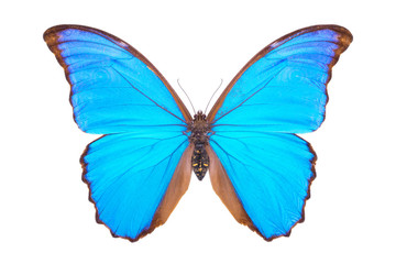 Obraz premium Piękny kolorowy motyl na białym tle