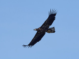 Obraz premium White-tailed eagle (Haliaeetus albicilla)