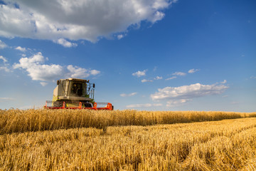 Obraz premium Combine harvester in action on wheat field