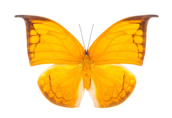 Beautiful colorful butterfly isolated on white