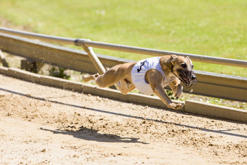 Whippet zwevend in de lucht.