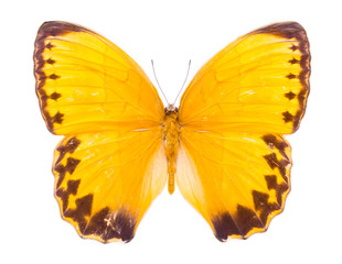 Beautiful colorful butterfly isolated on white