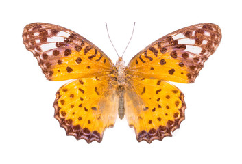 Beautiful colorful butterfly isolated on white