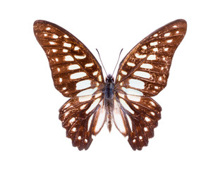 Beautiful colorful butterfly isolated on white