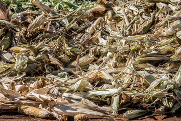 harvested corn in a pile at farm
