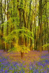Sunshine streams through beech trees in bluebell woods of Oxford