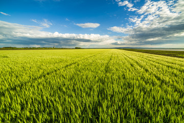 Green wheat field © oticki