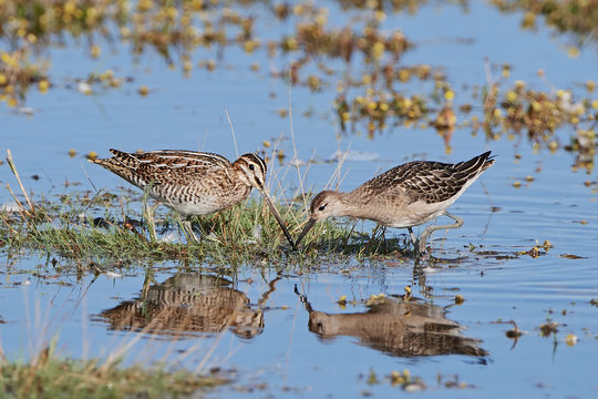 Common snipe and Ruff