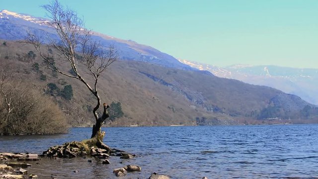 Lone tree on a lake surrounded by mountains, european landscape. Snowdonia UK