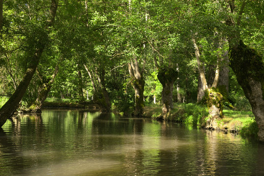 Escorte de fr&ecirc;nes dans le marais &agrave; Coulon (79510), d&eacute;partement des Deux-S&egrave;vres en r&eacute;gion Nouvelle-Aquitaine, France