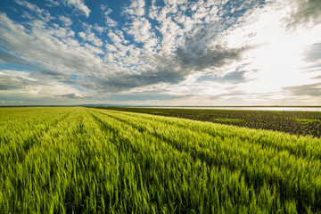 Green wheat field