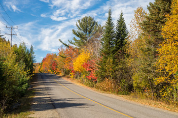 Trees in autumn colors