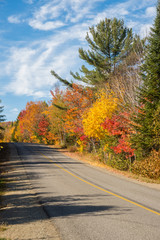 Obraz premium Trees in autumn colors