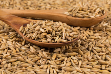 natural oat grains background, closeup
