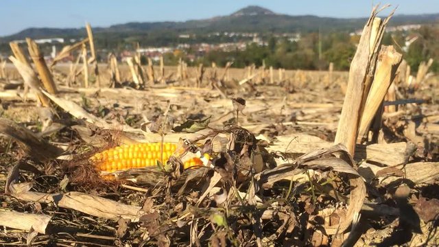 Maiskolben auf abgeerntetem Feld mit dem Berg Hohenstaufen im Hintergrund