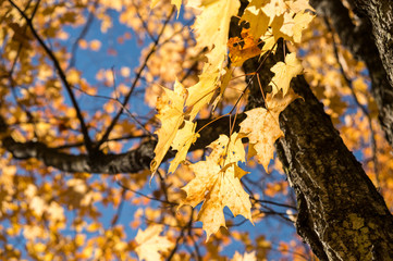 Autumn maple trees