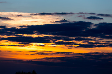 Birds flying in sunset