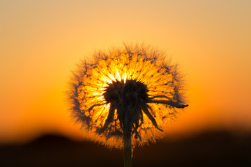 Dandelions in meadow at red sunset