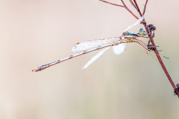dragonfly in close up