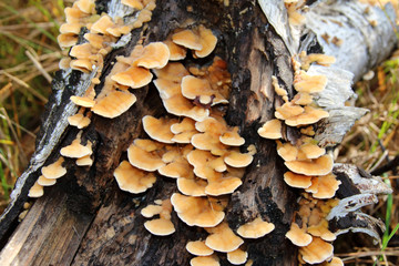 Arboricolous fungi on a birch decaying trunk in the September forest