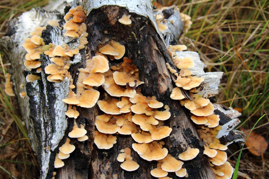 Arboricolous fungi on a birch decaying trunk in the September forest
