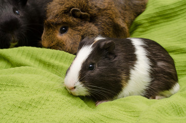 11 wöchiges Meerschweinchen mit erwachsenen Kumpels