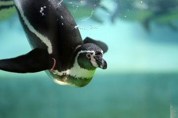 penguin at the zoo