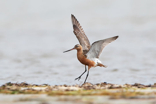 Bar-tailed godwit (Limosa lapponica)