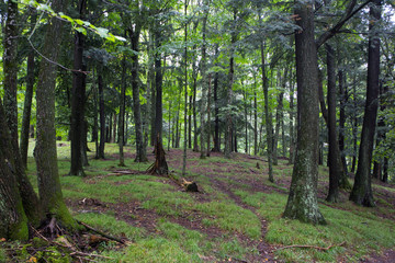 Deer Path through a Forest