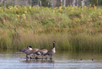 Canada Geese Perched on Log