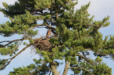 Immature Bald Eagle