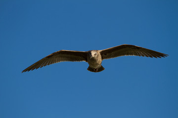 Flying seagull bird on beautiful sky background
