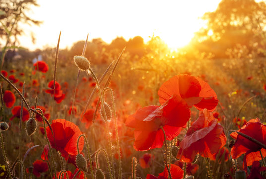Field of sunlit red poppies at sunset