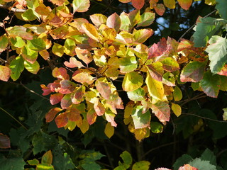 Herbstlaub mit schönem Licht