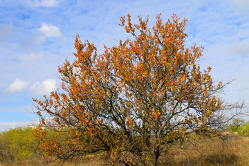 Naklejka premium Alone apricot tree against blue sky on autumn