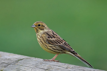 Yellowhammer (Emberiza citrinella)