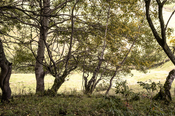 поляна с деревьями © Ivan_Gatsenko