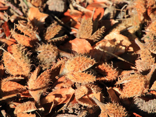 Bucheckern auf dem Waldboden