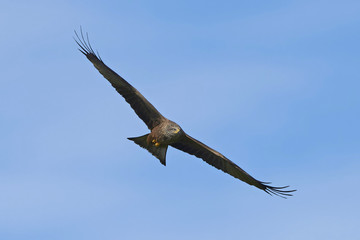 Black kite (Milvus migrans)