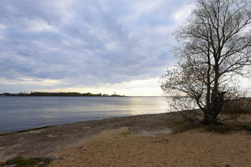 lonely tree on the sandy coast of the gulf