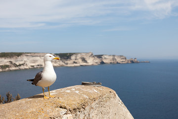 Cormoran  - Oiseau regardant la mer